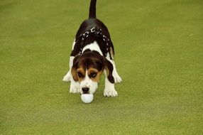 dog with a golf ball