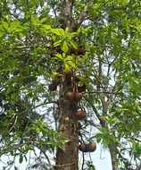 canonball tree with fruits