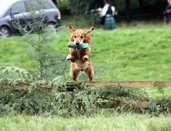 Spaniel in a jump in nature