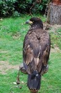 training a majestic eagle