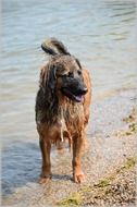 Wet dog on a beach