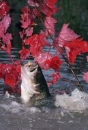 the fish grabs the air and the red leaves