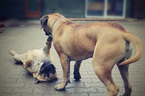 boerboels is an African breed of dog