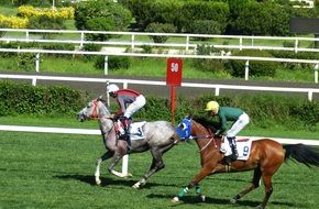Equestrian sport in the background of nature