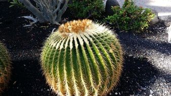 golden ball cactus