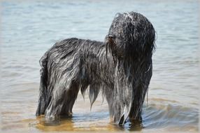 wet dog in water