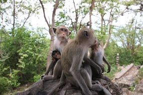 young and adult monkeys sitting together