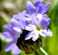 blue flowers on green blurred background
