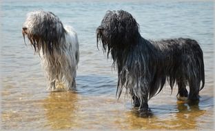 dogs are in the water