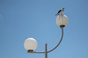 seagull on a lantern on a summer day