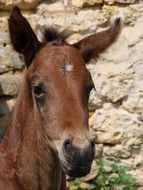 brown foal, head portrait