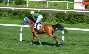 Jockey on horseback on the field