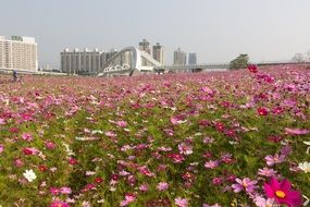 sea of flowers in Taiwan