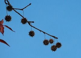 Liquidambar, sweetgum tree seeds on branch at sky