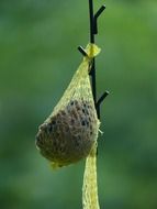 half-empty fat ball for birds