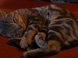 cute sleeping cat on a sofa