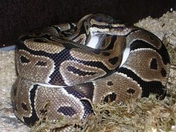 python regius, coiled snake in captivity