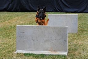 dog canine training