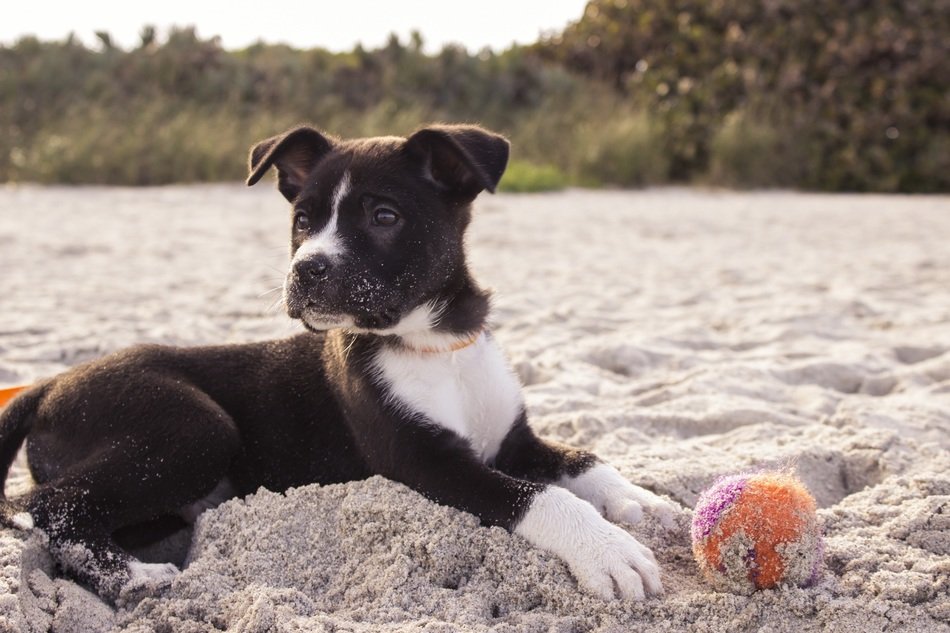 puppy with ball on the beach