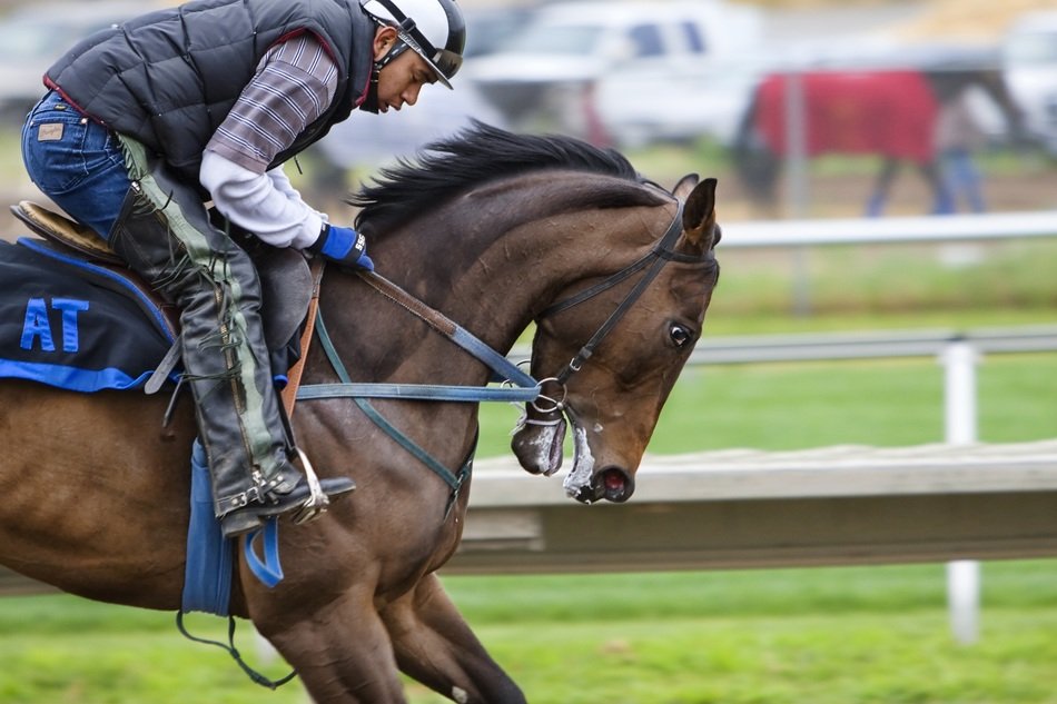 racehorse at the racetrack