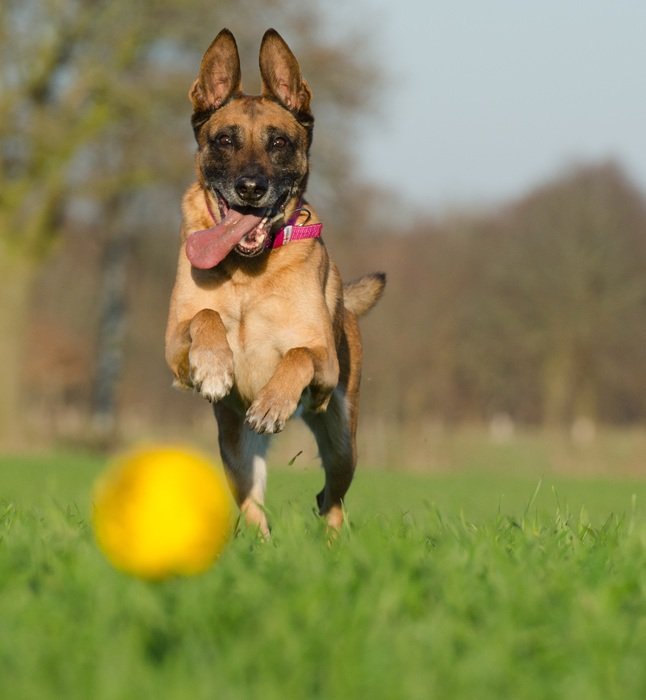 malinois dog playing with ball