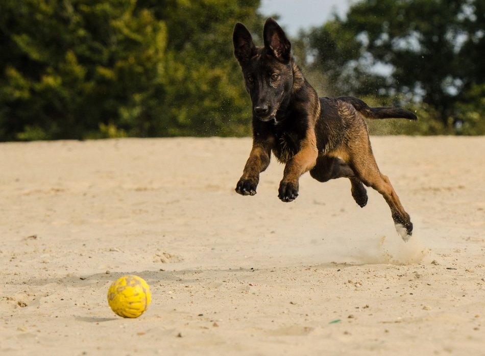 jamping dog