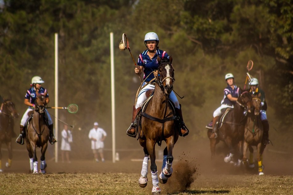 sport horse polo cross