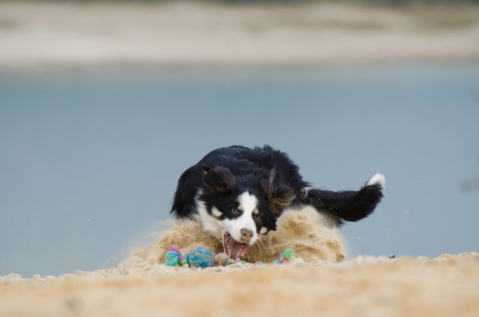 border collie playing on the beach