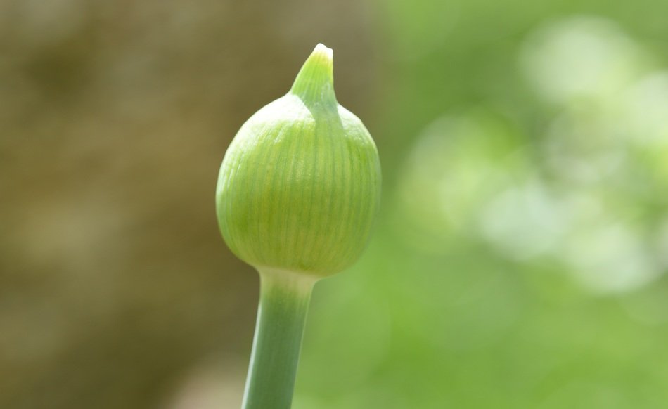 flower blossom green