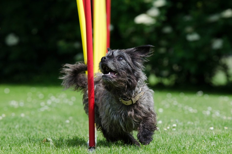 little dog near a red stick