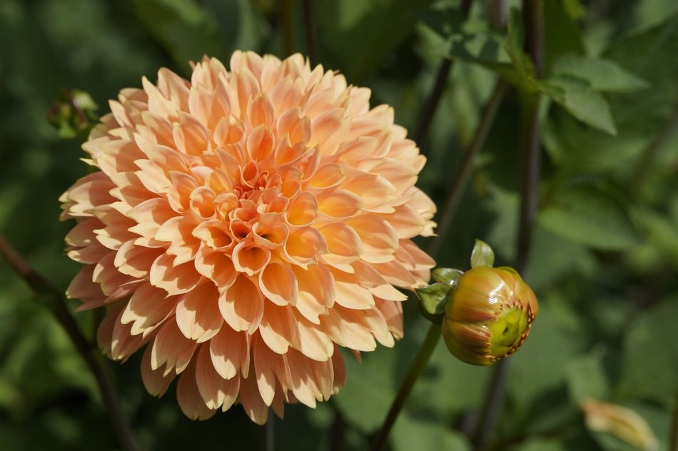 orange bud in the form of a ball