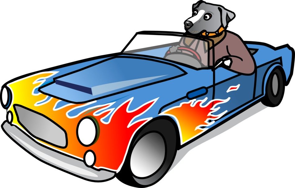 gray dog in a convertible as a graphic image