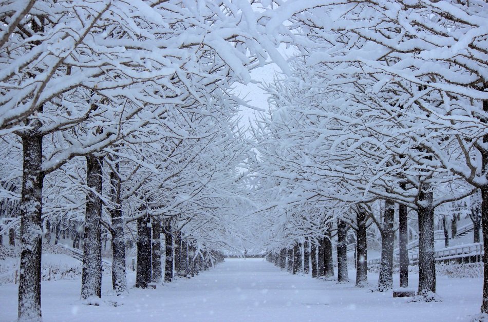 trees in the snow in a sports park