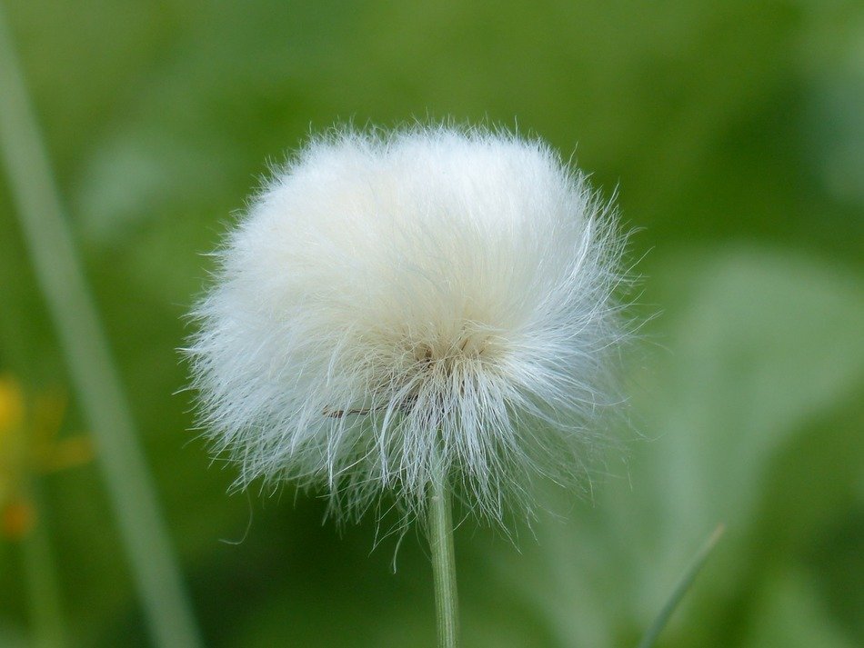 sour grass greenhouse