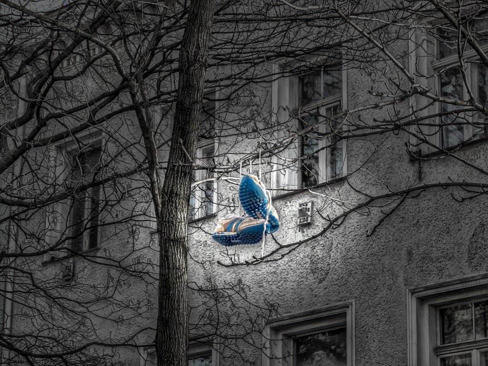 blue sneakers hanging on the tree