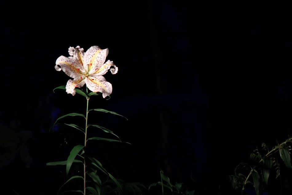 spotted lily on a black background