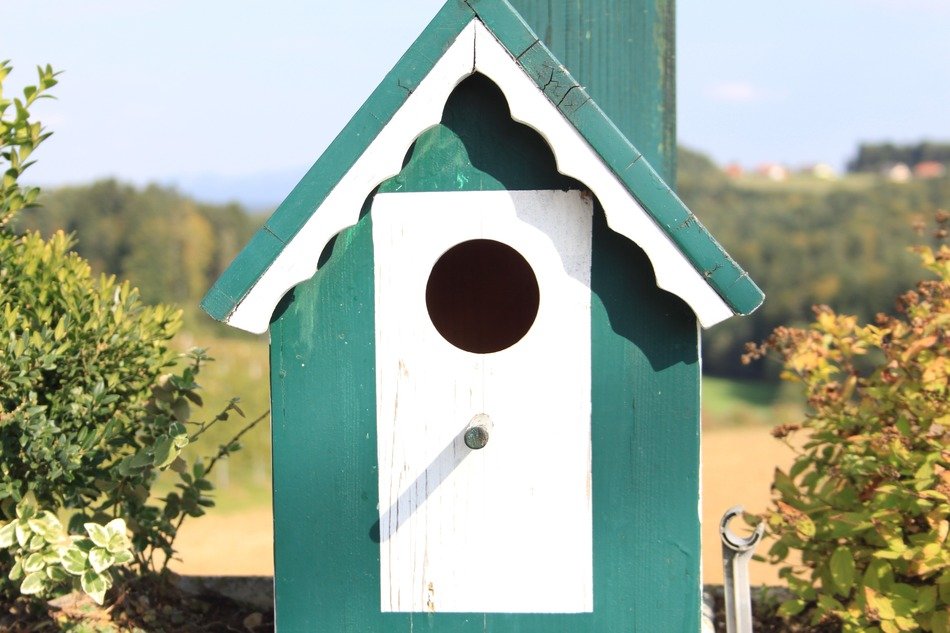 bird feeder on the pole