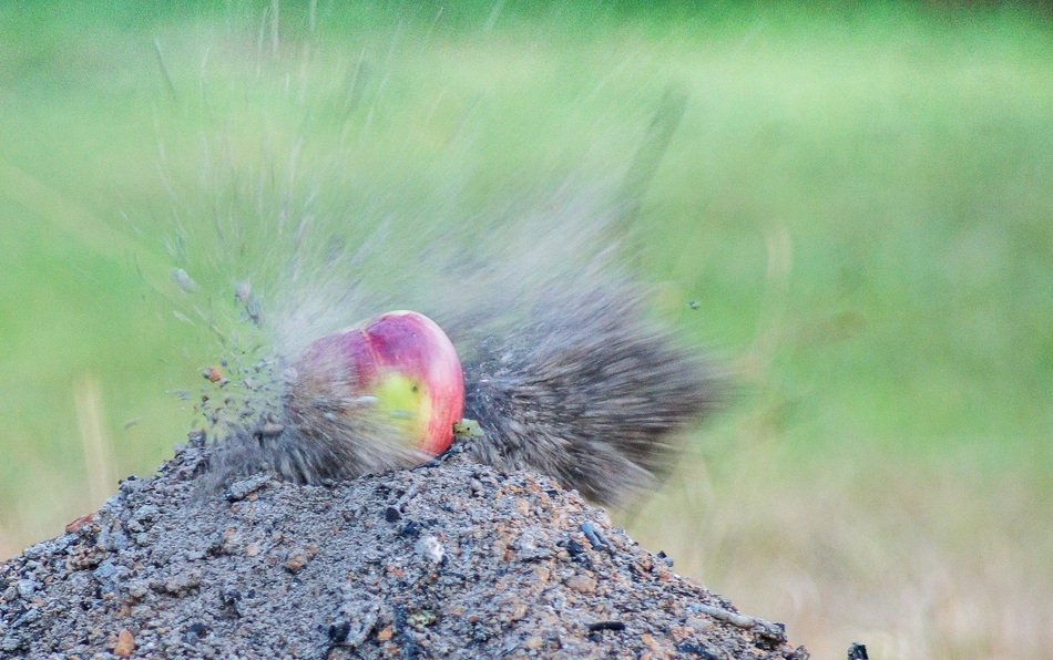 apple as a target for an air rifle