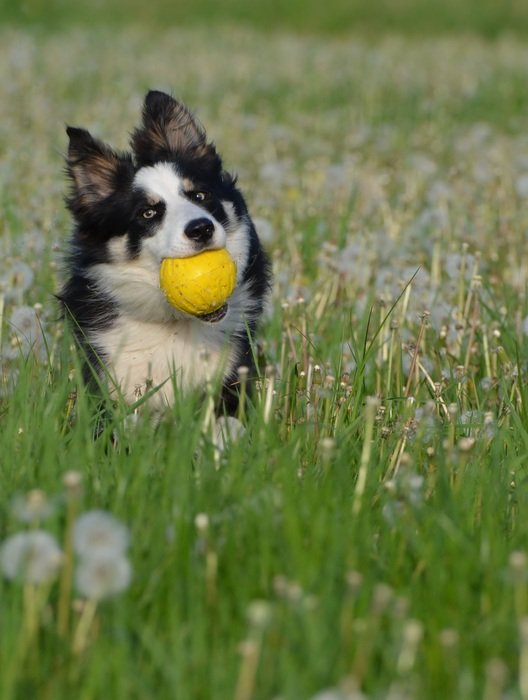 border collie on a flower meadow