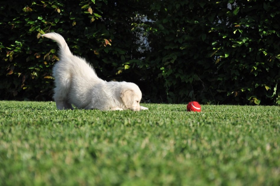 dog game