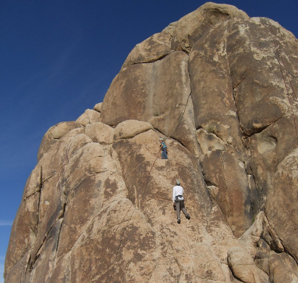 joshua tree in the national park