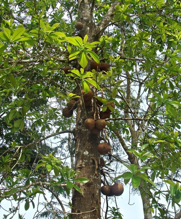 canonball tree with fruits