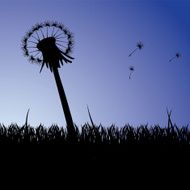 Dandelion N43