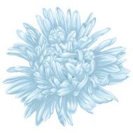 Beautiful blue aster isolated on white background N3