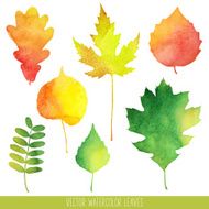 vector watercolor autumn leaves N3