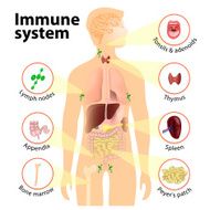 Immune System N3