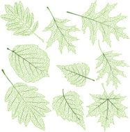 Leaves N129