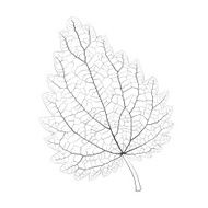 Isolated vector monochrome nettle leaf