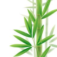 Bamboo N37