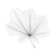 Isolated vector monochrome chestnut leaf